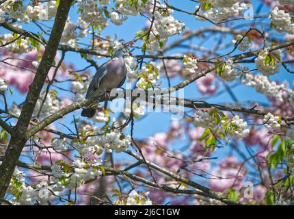 Piccione di legno Foto Stock