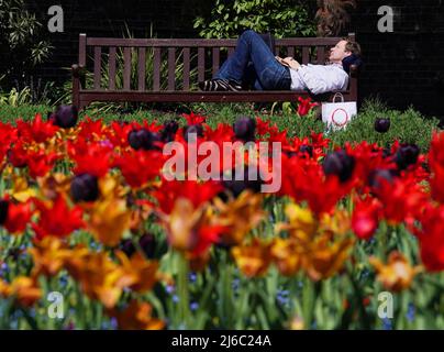 I visitatori di Holland Park, Londra, possono godersi il sole tra le rive dei tulipani. Data foto: Sabato 30 aprile 2022. Foto Stock