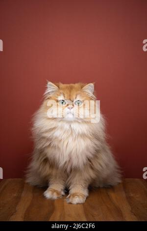 carino morbido guscio dorato ritratto gatto longhair britannico con spazio copia Foto Stock