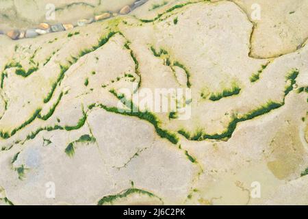 Un muschio di mare verde fresco, irlandese o carrageen muschio su una pietra vista dall'alto con spazio copia tema marino. Sfondo naturale. Vista dall'alto. Foto Stock