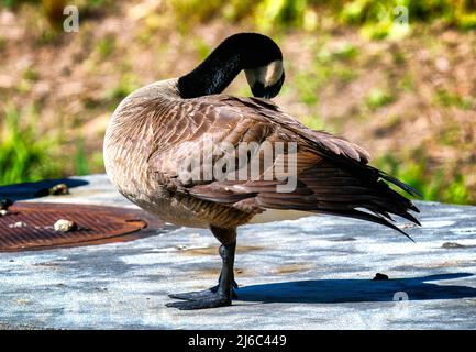 Piume d'oca nel parco Foto Stock