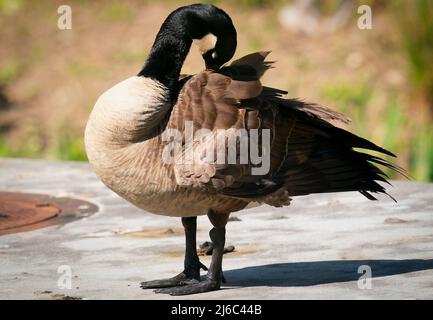 Piume d'oca nel parco Foto Stock