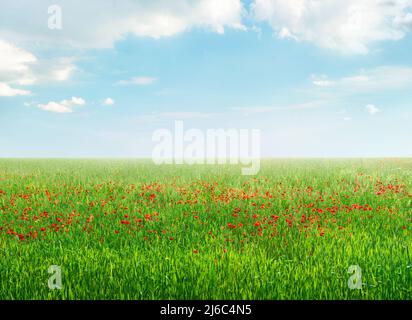 Campo di papavero di fiori selvatici sotto il cielo azzurro in primavera, luminoso sfondo colorato paesaggio Foto Stock