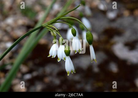 Leucojum aestivum Gravetye "Giant" Foto Stock