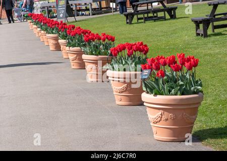 Pentole di Tulipa 'Couleur Cardinal Foto Stock