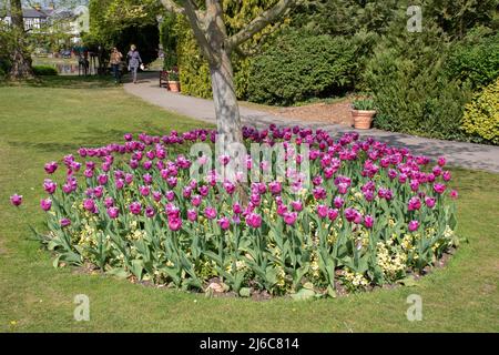 Letto di tulipa Louvre e fiori gialli intorno alla base di un piccolo albero in Burnby Hall Gardens Foto Stock