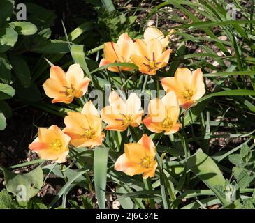 Tulipa linifolia (gruppo Batalinii) "fascino Bronzo" Foto Stock