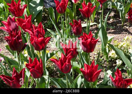 Tulip 'duraturo amore" Foto Stock