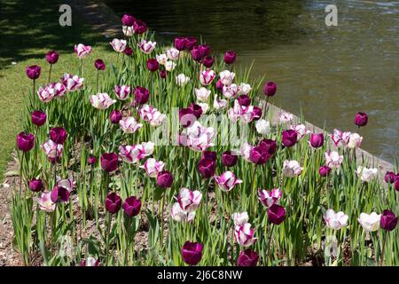 Tulips Affaire (bordi viola bianchi) e Saigon (viola scuro) Foto Stock