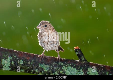 Vadnais Heights, Minnesota. Female House Finch, Carpodacus mexicanus seduta su lichen ramo coperto sotto la pioggia. Foto Stock