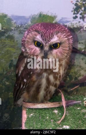 White Bear Lake, Minnesota. Tamarak Nature Center. Owl, Aegolius acadicus che guarda la fotocamera. Foto Stock