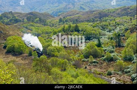 TRENO A VAPORE JACOBITE CHE PASSA ATTRAVERSO I BOSCHI DI MORAR IN PRIMAVERA EN ROTTA PER MALLAIG SCOZIA Foto Stock