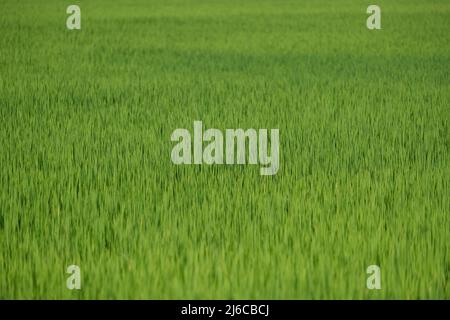 Un incredibile campo di riso verde liscio Foto Stock