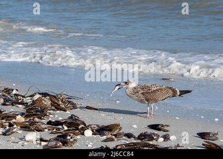 Florida. 1st inverno Gull meno blacked-backed, (Larus fuscus) mangiare un granchio sull'isola di Sanibel lungo il Golfo del Messico.