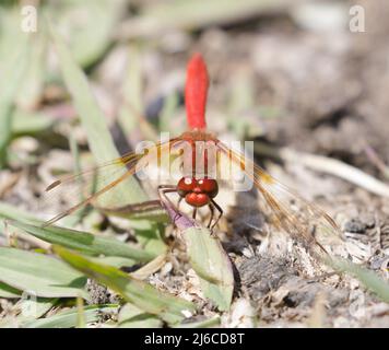 Flame (firecracker) Skimmer arroccato a terra. Foothills Park, Contea di Santa Clara, California, Stati Uniti. Foto Stock