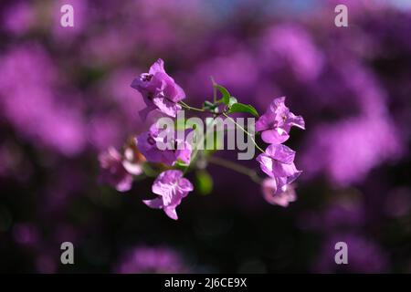 Un ramo di albero tropicale, coperto di fiori brillanti e sorprendenti Foto Stock