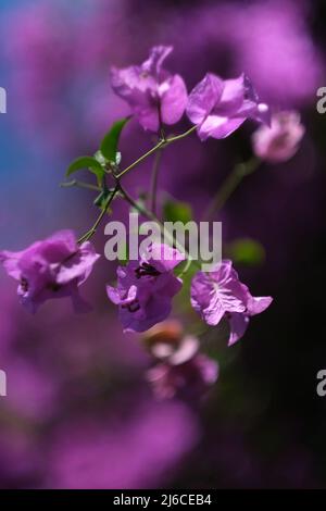 Un ramo di albero tropicale, coperto di fiori brillanti e sorprendenti Foto Stock