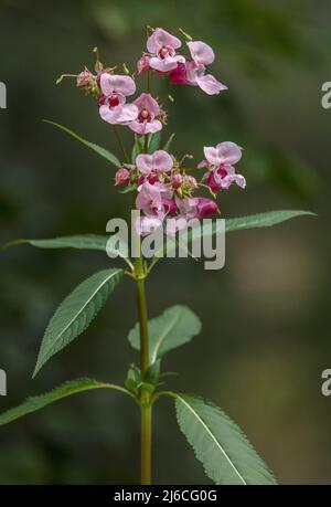 Balsamo Himalayan, Impatiens glandulifera, in fiore sul lungofiume a fine estate. Foto Stock