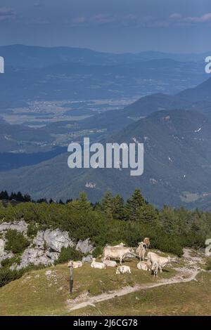 Bestiame al pascolo su un'alta montagna calcarea, Hochobir, (2139m) nei Monti Karawanken, Austria. Foto Stock