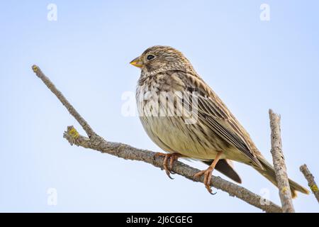 Raccolta di mais (Miliaria calandra) arroccata in un ramo del Parque Nacional de Doñana (Parco Nazionale di Donana) e nella Riserva Naturale Foto Stock