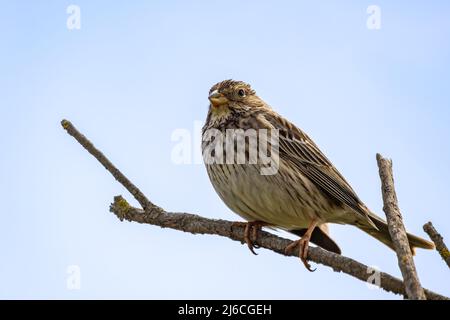 Raccolta di mais (Miliaria calandra) arroccata in un ramo del Parque Nacional de Doñana (Parco Nazionale di Donana) e nella Riserva Naturale Foto Stock