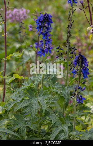 Delfinio alpino, Delphinium elatum in fiore in prateria montana ricca di specie, Alpi svizzere. Foto Stock