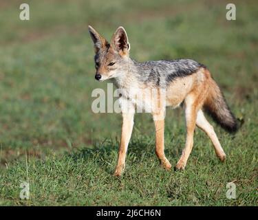 Jackal (Canis mesomelas) con retro nero che si aggirano sulle praterie della Tanzania settentrionale Foto Stock
