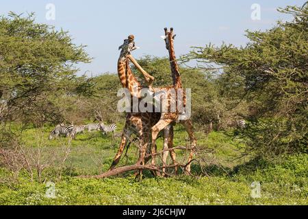 Due giraffe Masai maschili (Giraffa camelopardalis tippelskirchii) si lottano in modo unico nella Tanzania settentrionale Foto Stock