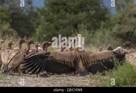 Grande gruppo di Jostling Griffon avvoltoi, Gips fulvus, ad una carcassa, nei Pirenei. Foto Stock