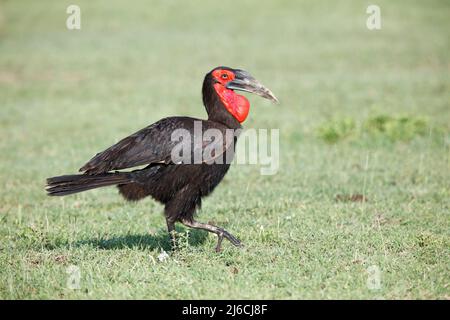 Hornbill di terra meridionale maschile (Bucorvus leadbeateri) a piedi attraverso praterie aperte in Tanzania Foto Stock