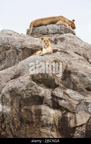 Lions che riposano su una roccia in un Kopje nel Parco Nazionale di Serengeti in Tanzania Foto Stock