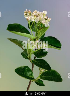 Fiori e boccioli di fiori di boscaglia nera (Aronia melanocarpa). I fiori producono i grappoli di frutta nera che è un favorito degli uccelli e dell'altro w Foto Stock