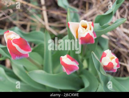 tulipano rosa bianco fiori nel giardino dei fiori Foto Stock