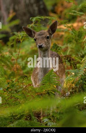 Giovane cervo di fava, Dama dama, tra salmastre in bosco all'inizio dell'autunno. Foto Stock