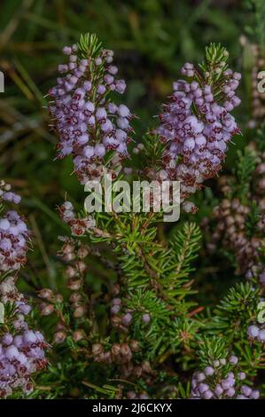 Guarire Cornovaglia, Erica vagans, in fiore in autunno. Foto Stock
