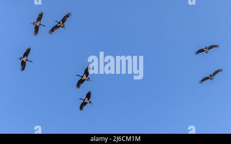 Cicogna nera, Ciconia nigra, gruppo migrante a sud su un colle dei Pirenei. Autunno. Foto Stock