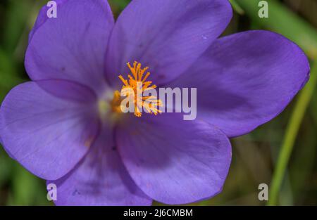 Stili e stimmi di Crocus d'autunno, Crocus nudiflorus in fiore in habitat naturale, Pirenei francesi. Foto Stock