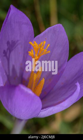 Stili e stimmi di Crocus d'autunno, Crocus nudiflorus in fiore in habitat naturale, Pirenei francesi. Foto Stock