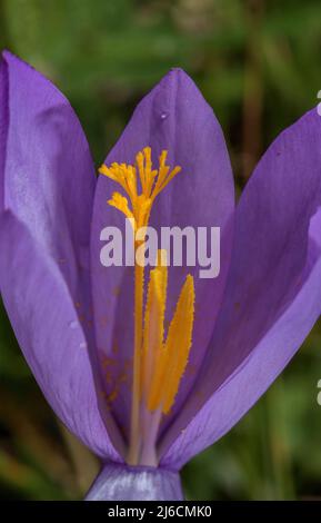 Stili e stimmi di Crocus d'autunno, Crocus nudiflorus in fiore in habitat naturale, Pirenei francesi. Foto Stock