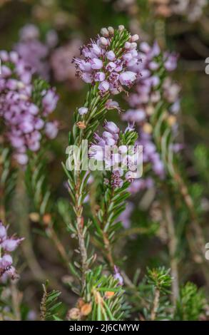 Guarire Cornovaglia, Erica vagans, in fiore in autunno. Foto Stock