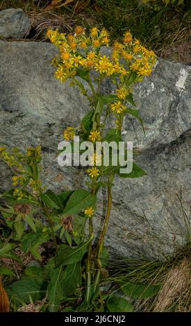 Goldenrod, Solidago virgaurea, in fiore nei monti Carpazi. Foto Stock