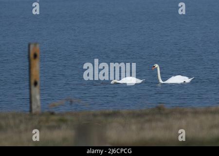 i cigni nuotano nel mare del nord Foto Stock