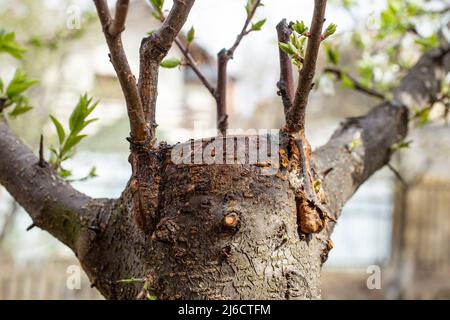 Cicatrici guarite su un tronco d'albero, dall'innesto , da vicino Foto Stock