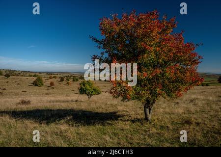 Pera selvatica europea, Pirus piraster, albero in prateria aperta in Sassonia Transilvania, Romania. Autunno. Foto Stock