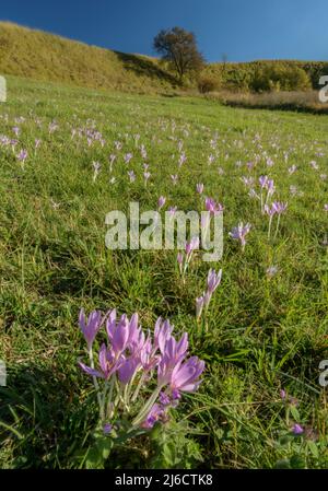 Prato Saffron, Colchicum autumnale, in fiore in vecchia prateria in autunno, Transilvania. Foto Stock