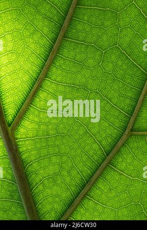 Closeup full-frame di struttura a foglia in una pianta Foto Stock