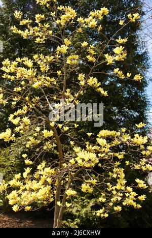 magnolia albero giallo in fiore a Lakewood, Ohio Foto Stock