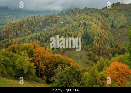 Colori autunnali nei boschi e nei pascoli del Parco Nazionale di Piatra Craiului, nei pressi di Magura; Carpazi, Romania. Foto Stock