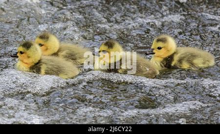 Londra, Regno Unito, 30th aprile 2022. La famiglia d'oca cerca di fuggire. Un maschio muto del cigno segue e attacca violentemente una famiglia di oche canadesi con quattro slings in una lotta territoriale sul Canal Grande Union di Londra. Il cigno, la cui femmina nidi in un tratto diverso del canale è stato noto alla gente del posto come aggressione aggressiva di molti altri uccelli nidificanti in acqua e uccidendo diversi pulcini e slings nella difesa del suo territorio. Foto Stock