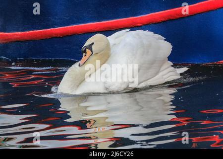 Londra, Regno Unito, 30th aprile 2022. Il cigno attende che la famiglia d'oca ritorni da un nascondiglio, con riflessi colorati delle canalabe riflesse nell'acqua. Un maschio muto del cigno segue e attacca violentemente una famiglia di oche canadesi con quattro slings in una lotta territoriale sul Canal Grande Union di Londra. Il cigno, la cui femmina nidi in un tratto diverso del canale è stato noto alla gente del posto come aggressione aggressiva di molti altri uccelli nidificanti in acqua e uccidendo diversi pulcini e slings nella difesa del suo territorio. Foto Stock